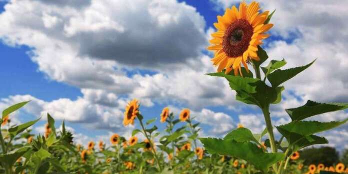 Apa Bunga Matahari Bisa Atasi Pencemaran Air di Pertambangan Apa Bunga Matahari Bisa Atasi Pencemaran Air di Pertambangan