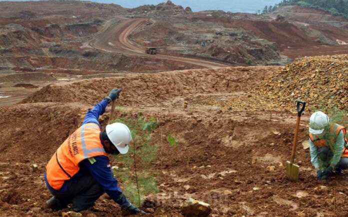 Revegetasi Langkah Perbaikan Lingkungan Sekitar Tambang Revegetasi Langkah Perbaikan Lingkungan Sekitar Tambang