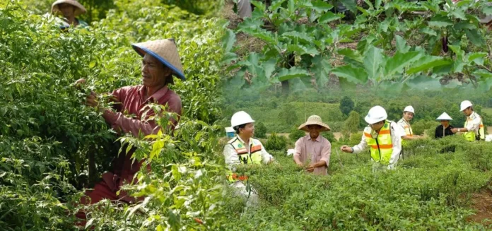 CSR Kideco Hadir untuk Memberi Nilai Tambah Bagi Masyarakat Tanam Tumbuhan Holtikultura